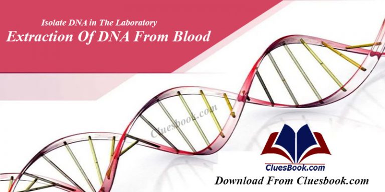 Protocol To Extract DNA From Blood Manually
