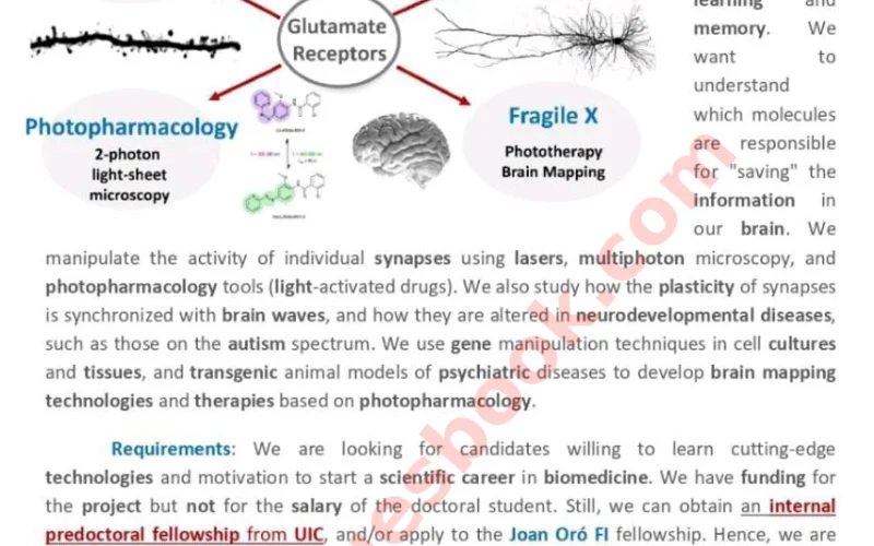 Neuroscience Scholarship PhD at UIC Barcelona
