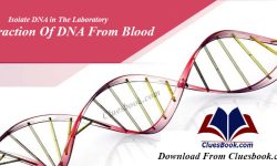 Protocol To Extract DNA From Blood Manually